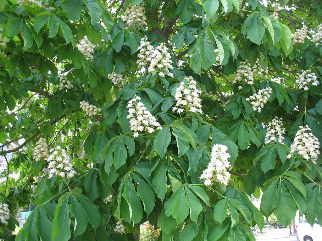 And now, number one : the larch. And now, number one : the horse chestnut tree.